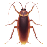 Apple(iPhone) Cockroach Emoji