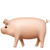 Apple(iPhone) Pig Emoji