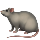 Apple(iPhone) Rat Emoji